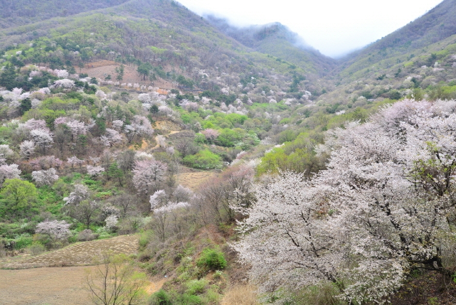 금산 보곡산골 산벚꽃 축제