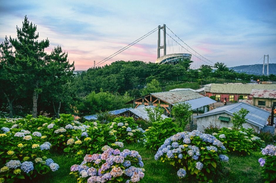 장생포 수국 페스티벌 관련 이미지