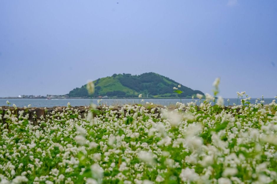 웨이뷰 메밀꽃 축제 관련 이미지