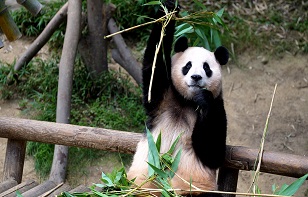 [Aug] Panda Fubao continues to take Korea by storm​  Photo