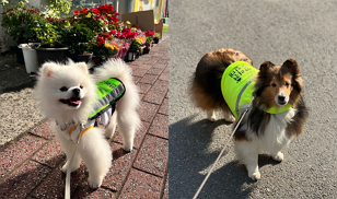 [Apr] Dog patrol teams keep streets safe Photo
