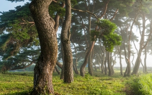 Reclaiming roots: Korean red pine gets its name back Photo