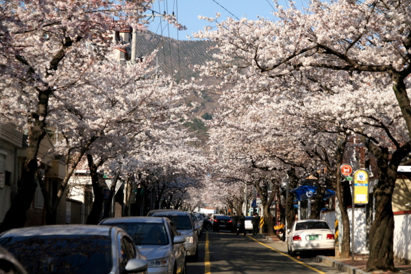 진해 군항제