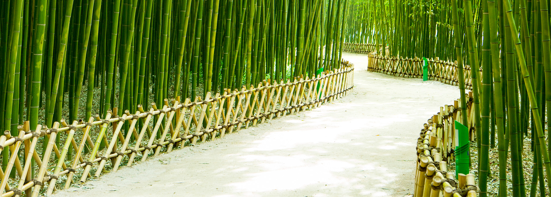 Photo: Simni Bamboo Grove