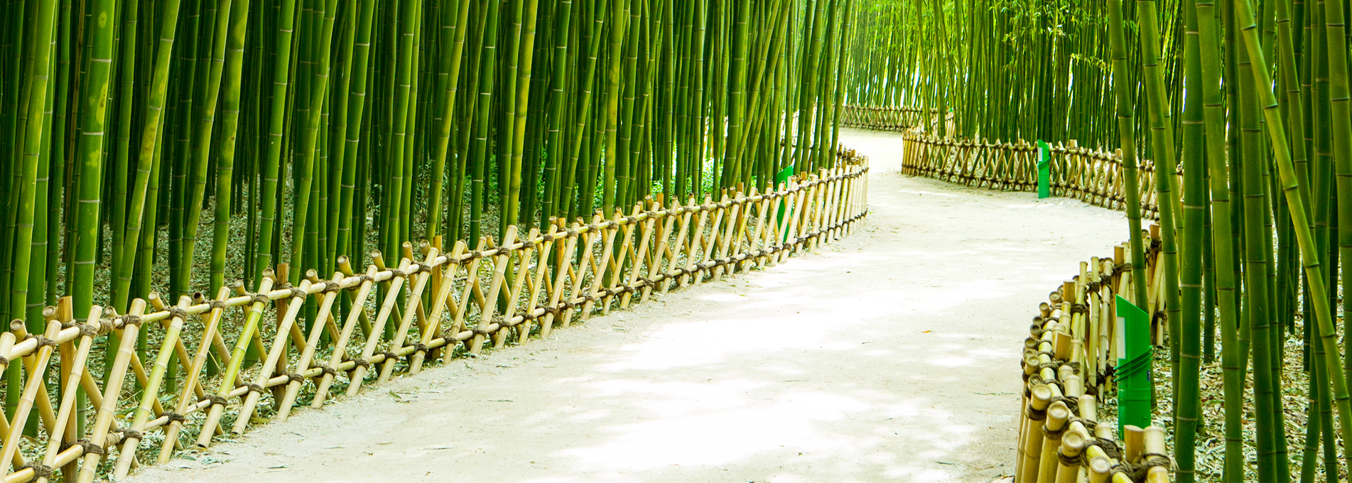 Photo: Simni Bamboo Grove