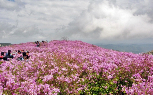 양산 천성산 철쭉제 관련 이미지