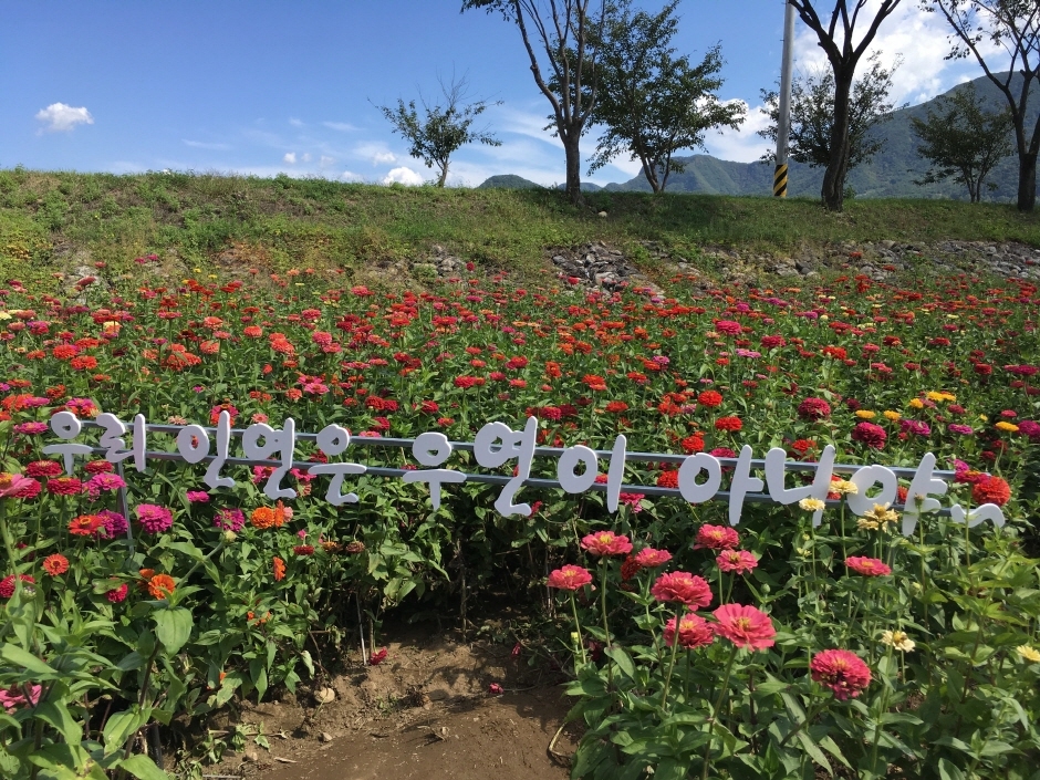 평창백일홍축제