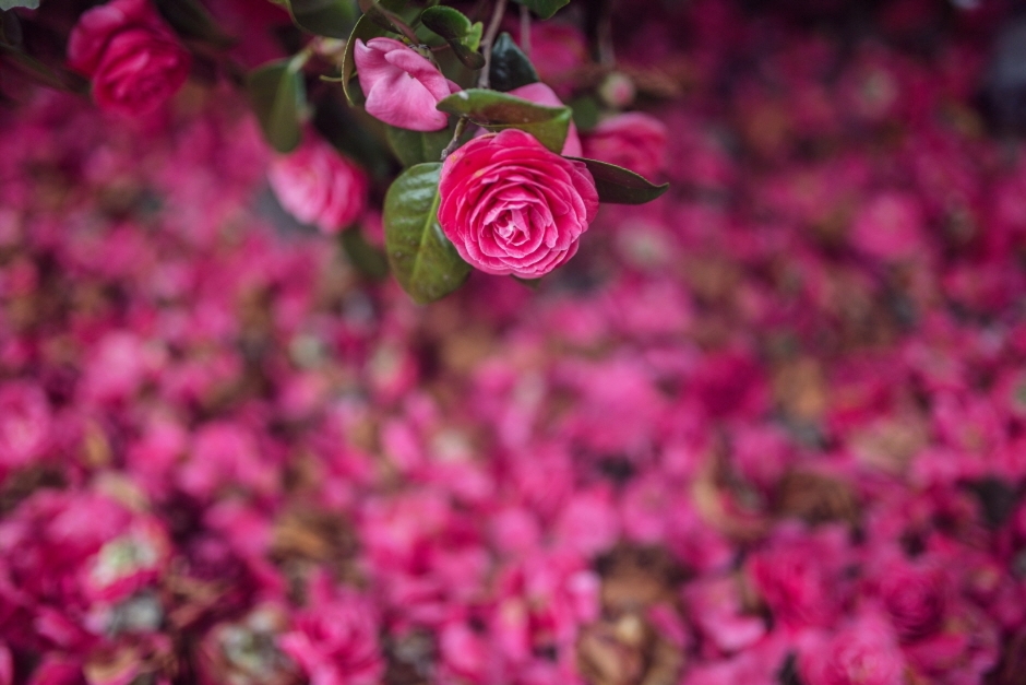 Manor Blanc Camellia Flower Tangerine Experience Festival related images