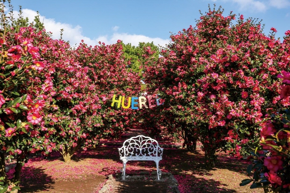 Images related to Hueree Camellia Festival