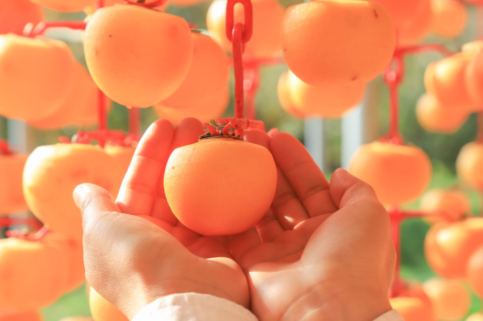 Images related to Yangchon Dried Persimmon Festival