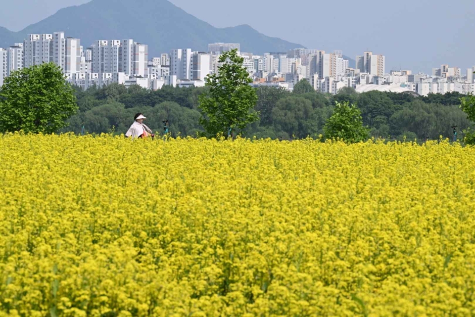 구리 유채꽃 축제 관련 이미지 