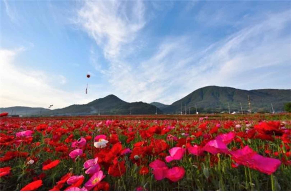 하동 북천 꽃양귀비 축제 관련 이미지