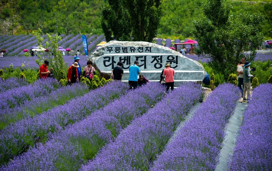 Mureungbyeolyucheonji Lavender Festivalに関連する画像