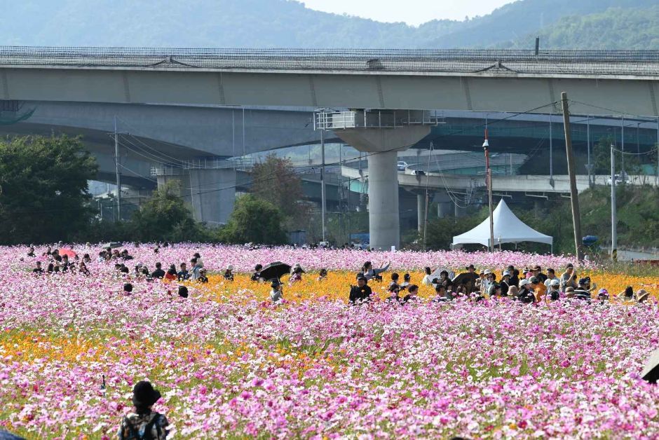 구리 코스모스 축제 관련 이미지 