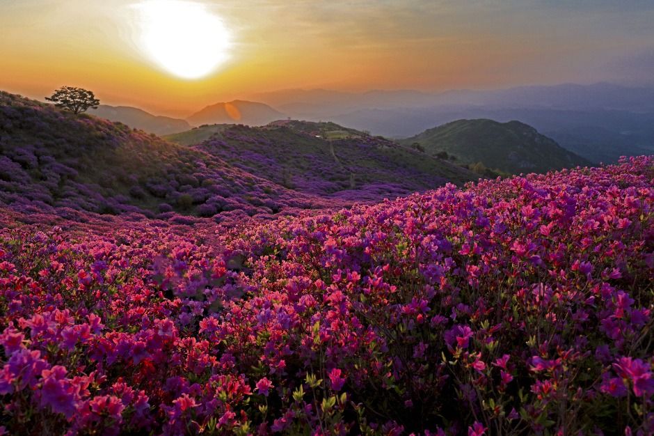 황매산철쭉제
