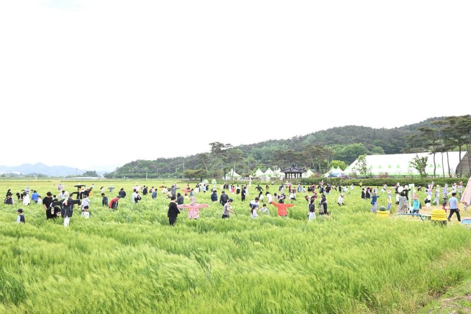 영광찰보리 축제