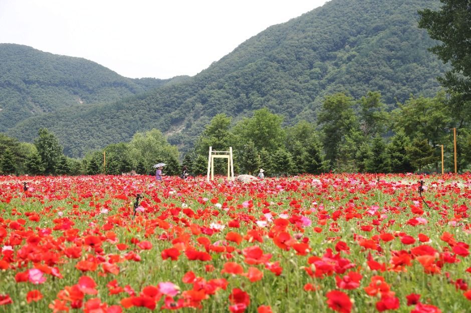 Colorful Garden 자라섬 꽃 페스타 관련 이미지