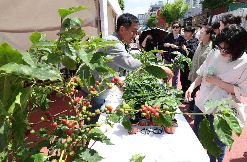 경춘선 공릉숲길 커피축제 관련 이미지