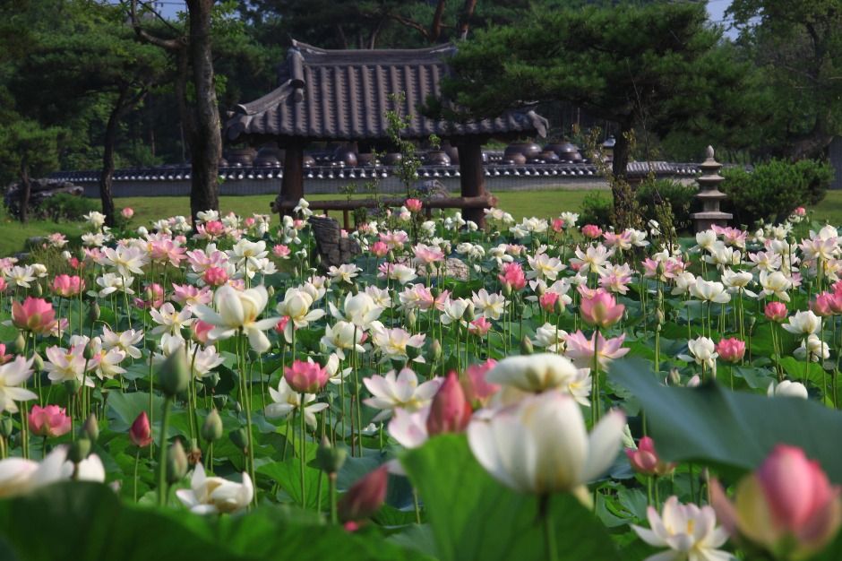 연꽃문화제 관련 이미지