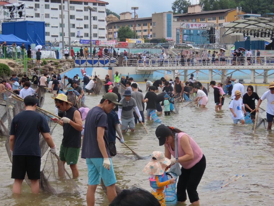 봉화은어축제 관련 이미지