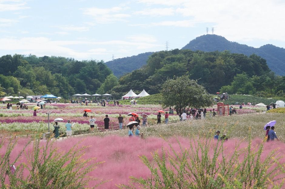 양주 천만송이 천일홍 축제 관련 이미지 