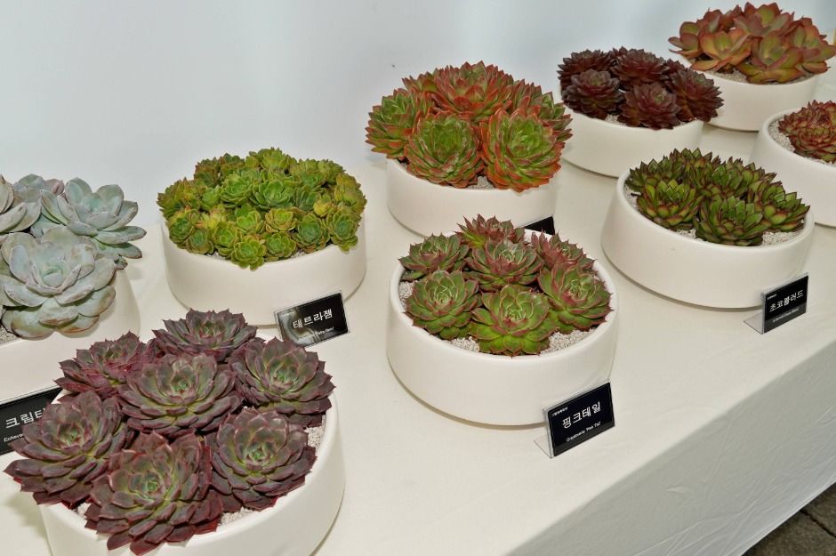 선인장&다육식물展 관련 이미지 