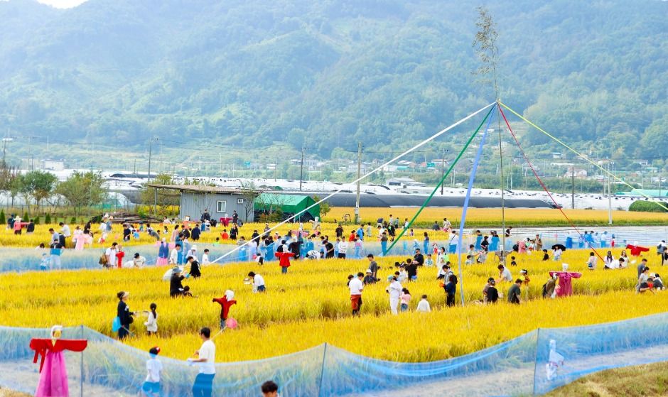 성주가야산황금들녘메뚜기축제 관련 이미지 