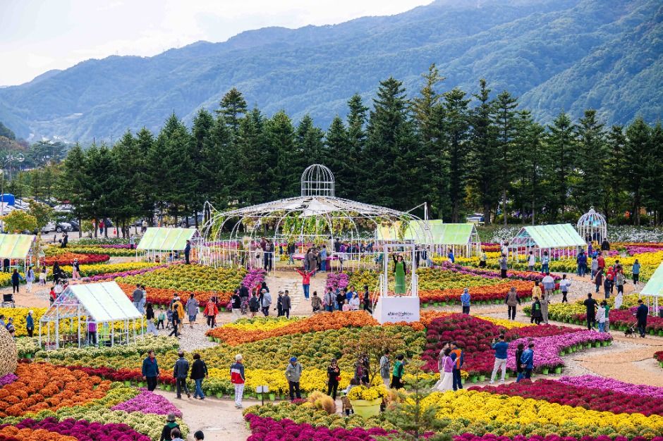 인제가을꽃축제 관련 이미지 