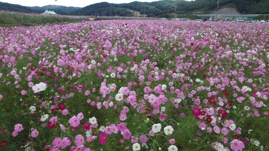 하동 북천 코스모스 메밀꽃 축제 관련 이미지 