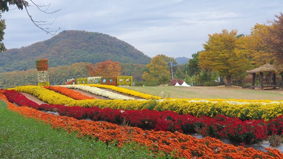 연천 국화축제 관련 이미지 