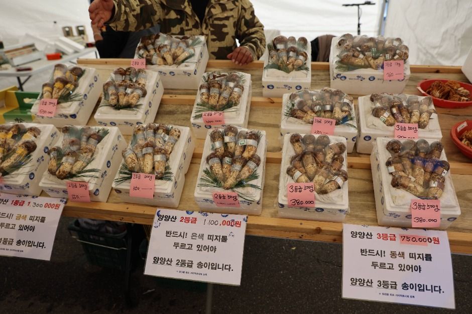 양양송이축제 관련 이미지 