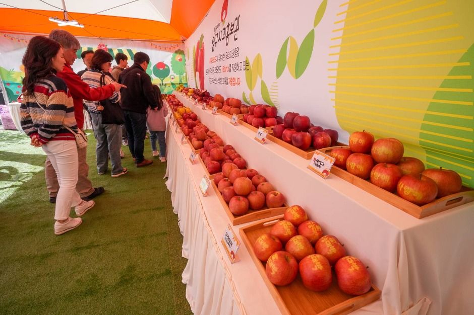 청춘양구 펀치볼 시래기사과축제 관련 이미지 