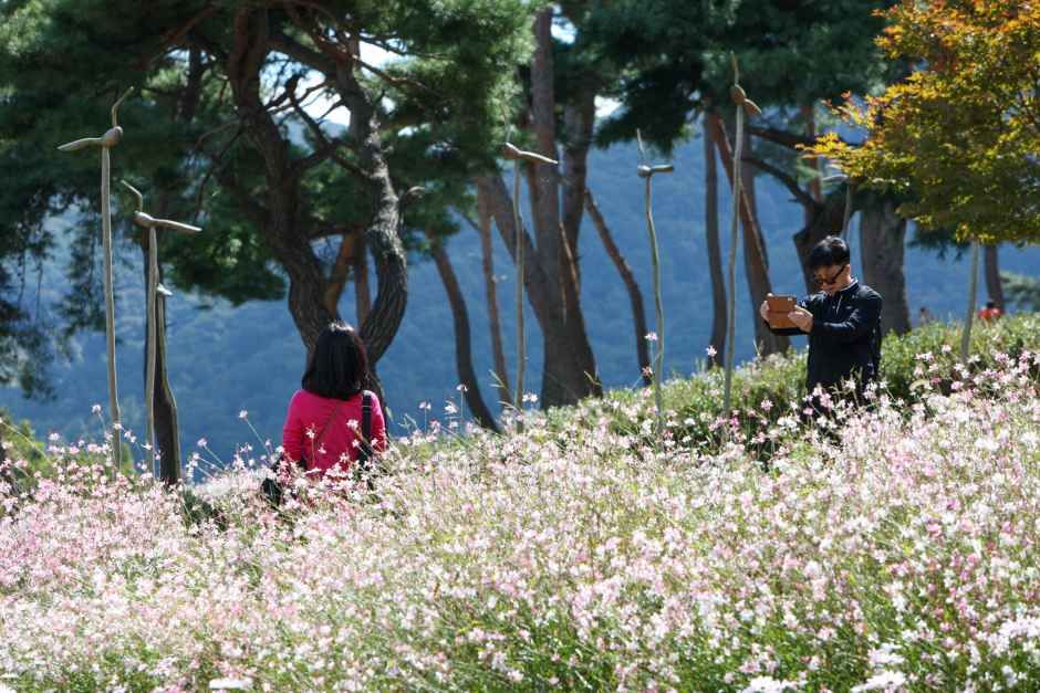 정읍 구절초 꽃축제 관련 이미지 