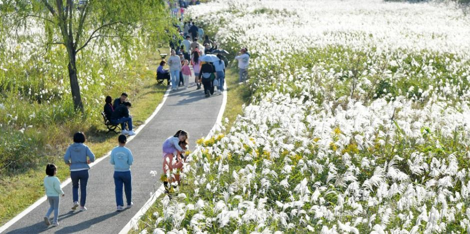 광주서창억새축제 관련 이미지 