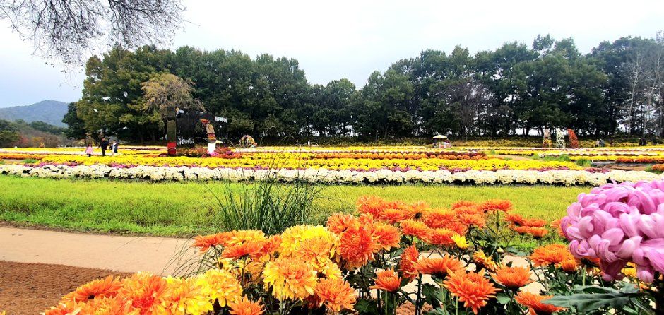 연천 국화축제 관련 이미지 