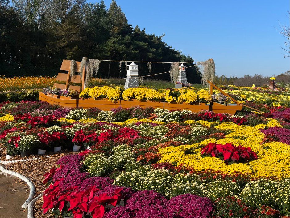 드림파크 국화축제 관련 이미지 