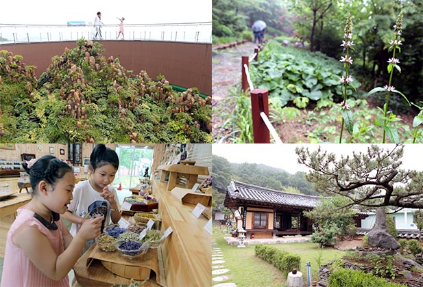손쉽게 꽃과 산을 만나다, 경북 성주 가야산야생화식물원