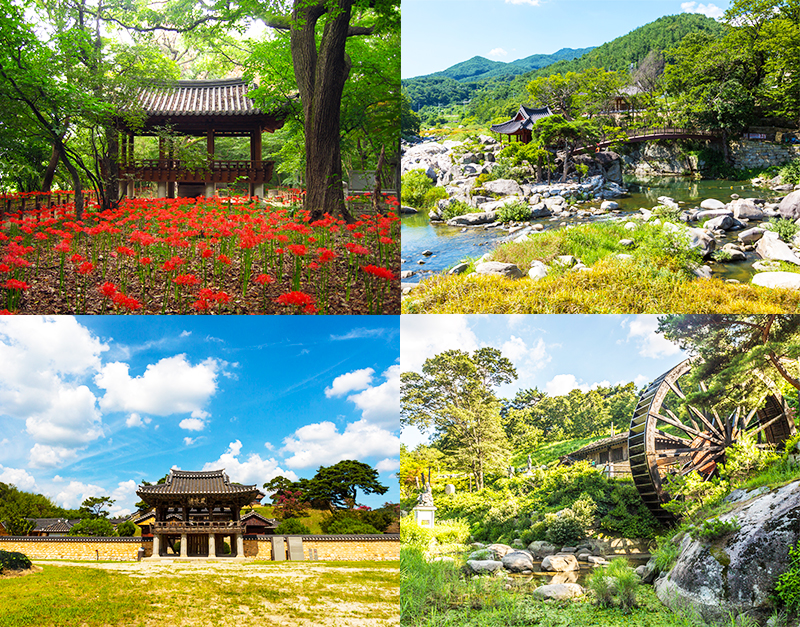 꽃무릇 즐기며 산삼 한 뿌리 꿀꺽, 함양산삼축제와 물레방아골축제