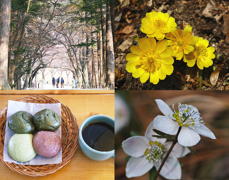 봄의 전령‘변산아씨’를 뵈옵니다! 부안 변산바람꽃과 복수초