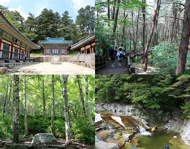 숲길, 쉼터, 건강의 완벽한 삼박자! 국립김천치유의숲