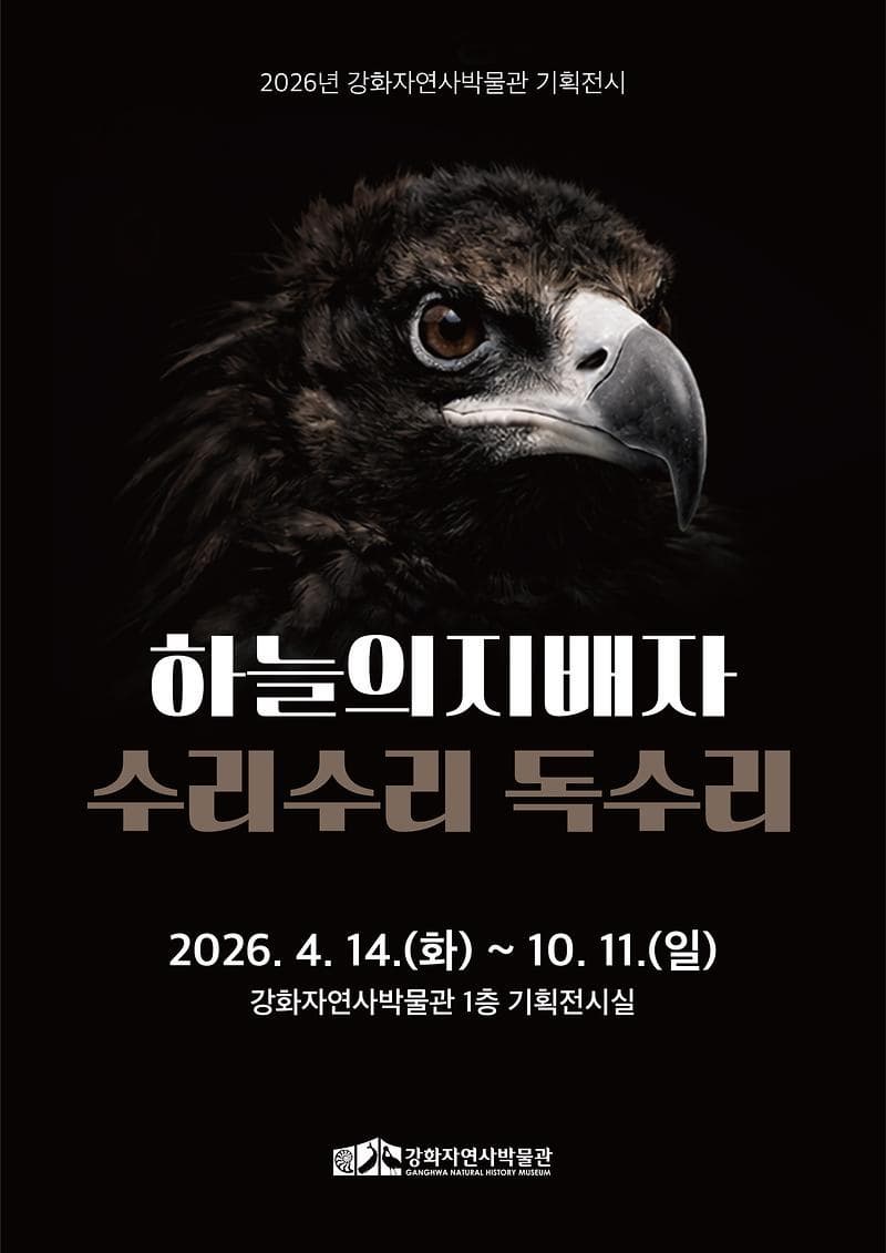 2026년 강화자연사박물관 상반기 기획전시 『하늘의 지배자 : 수리수리 독수리』