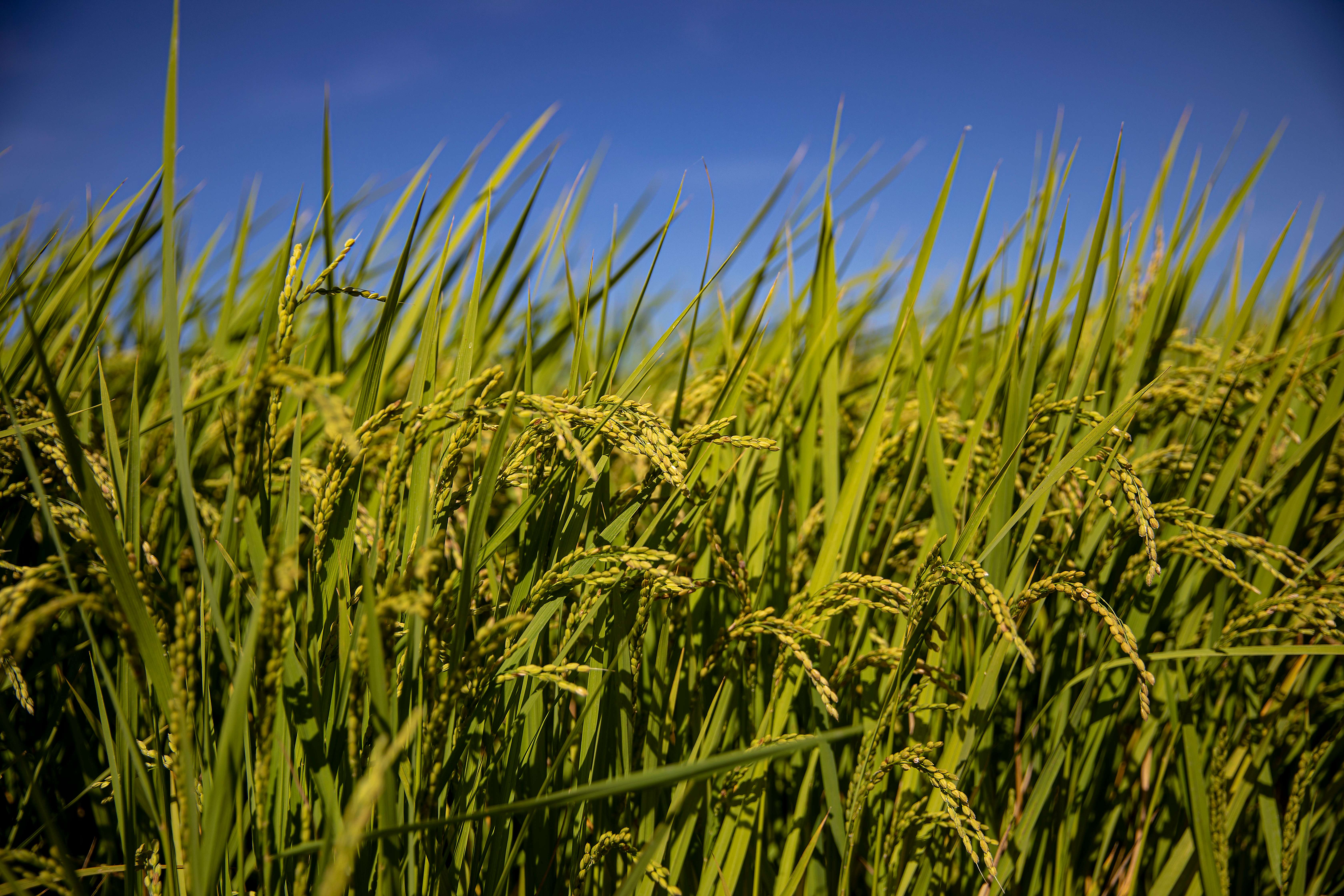[Oct] Urban farmers grow premium rice in Seoul Photo