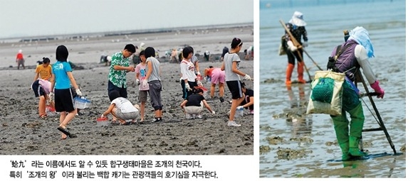 ‘蛤九’라는 이름에서도 알 수 있듯 합구 생태마을은 조개의 천국이다. 특히 '조개의 왕' 이라 불리는 백합 캐기는 관광객들의 호기심을 자극한다.