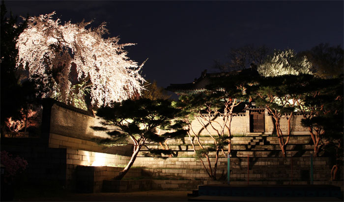 낙선재로 가는 길, 흐드러지게 핀 벚꽃과 푸르른 소나무가 조화를 이루고 있습니다.