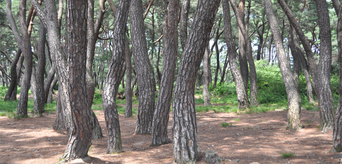 남산 소나무 숲의 이미지