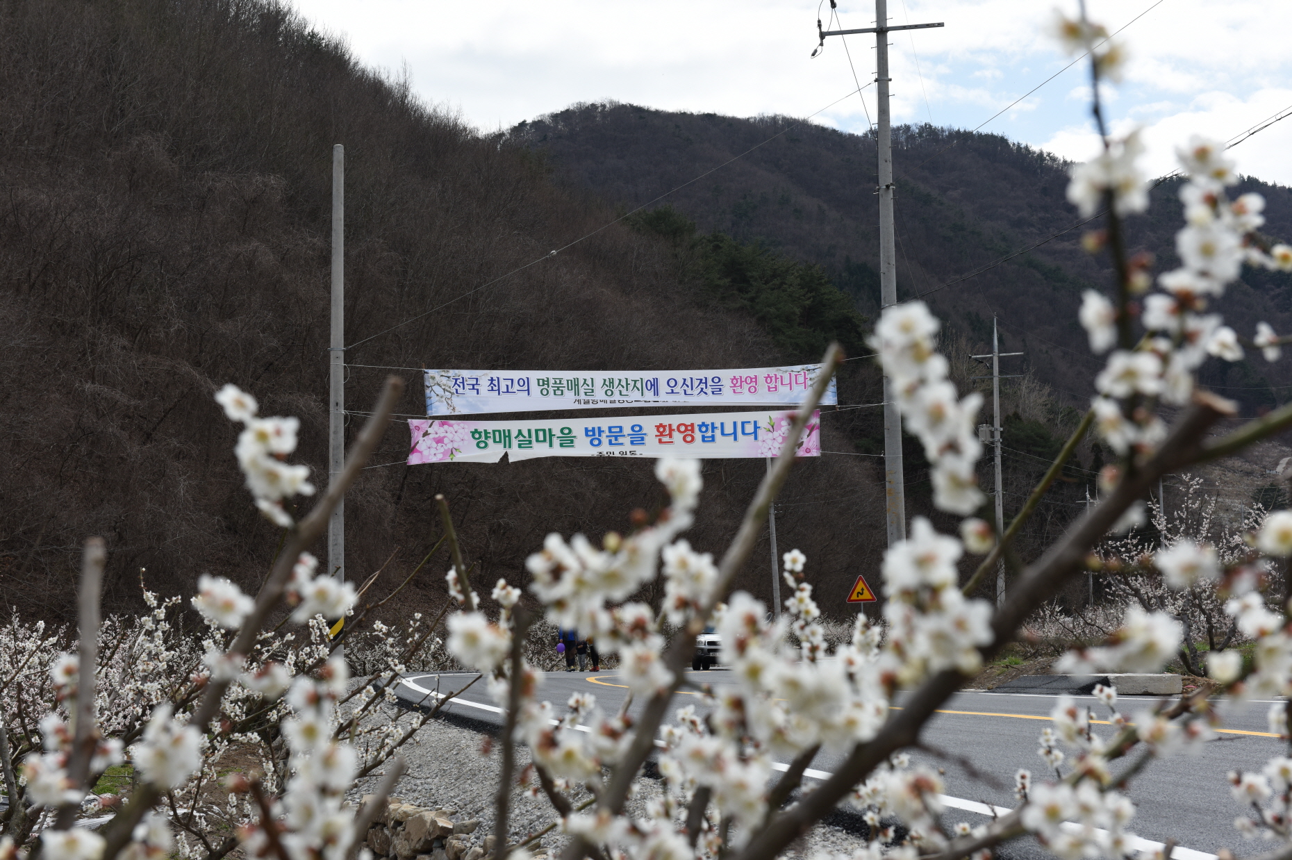 매화축제 환영 플래카드 -전국 최고의 명품매실 생산지에 오신것을 환영합니다--향매실마을 방문을 환영합니다-