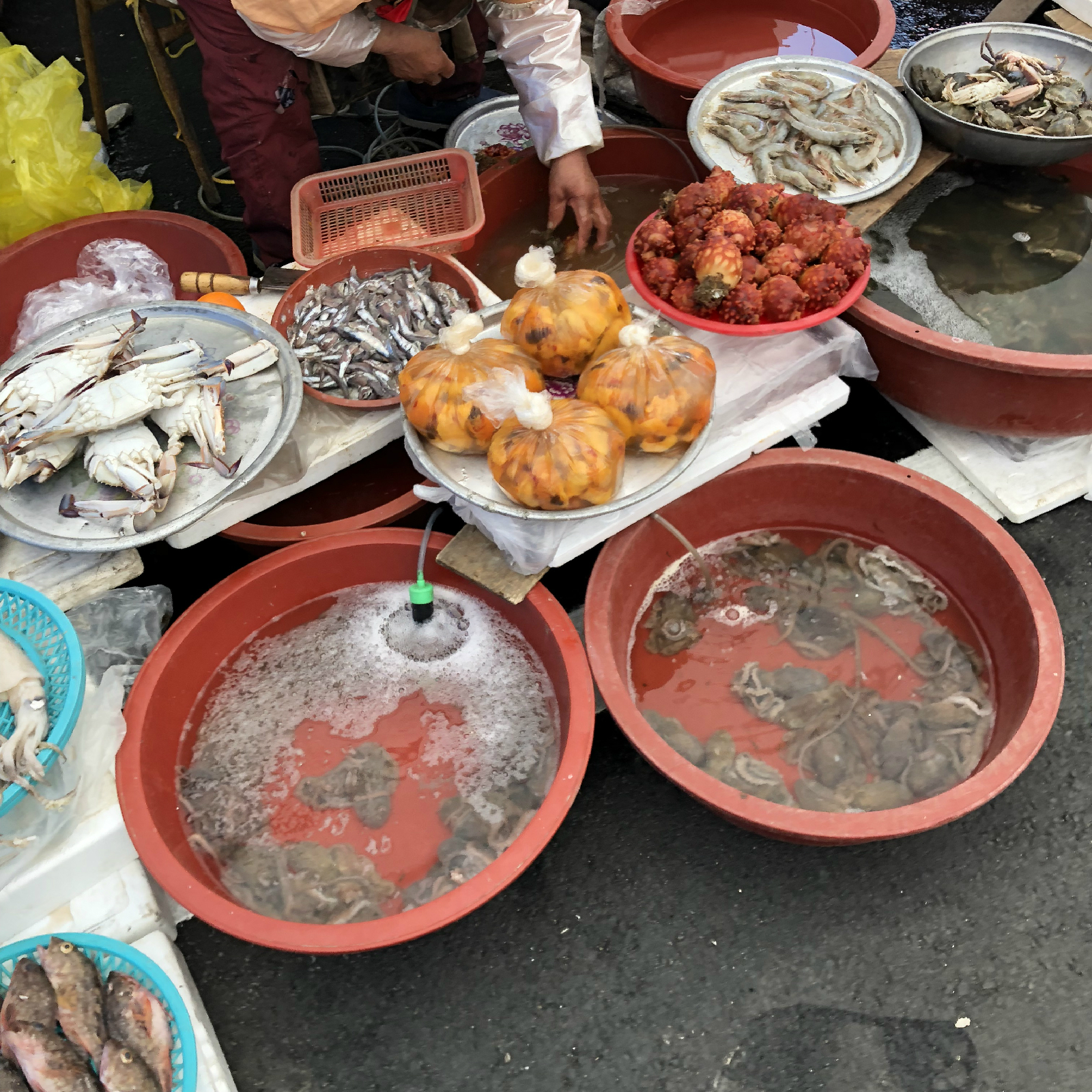 시장의 어류