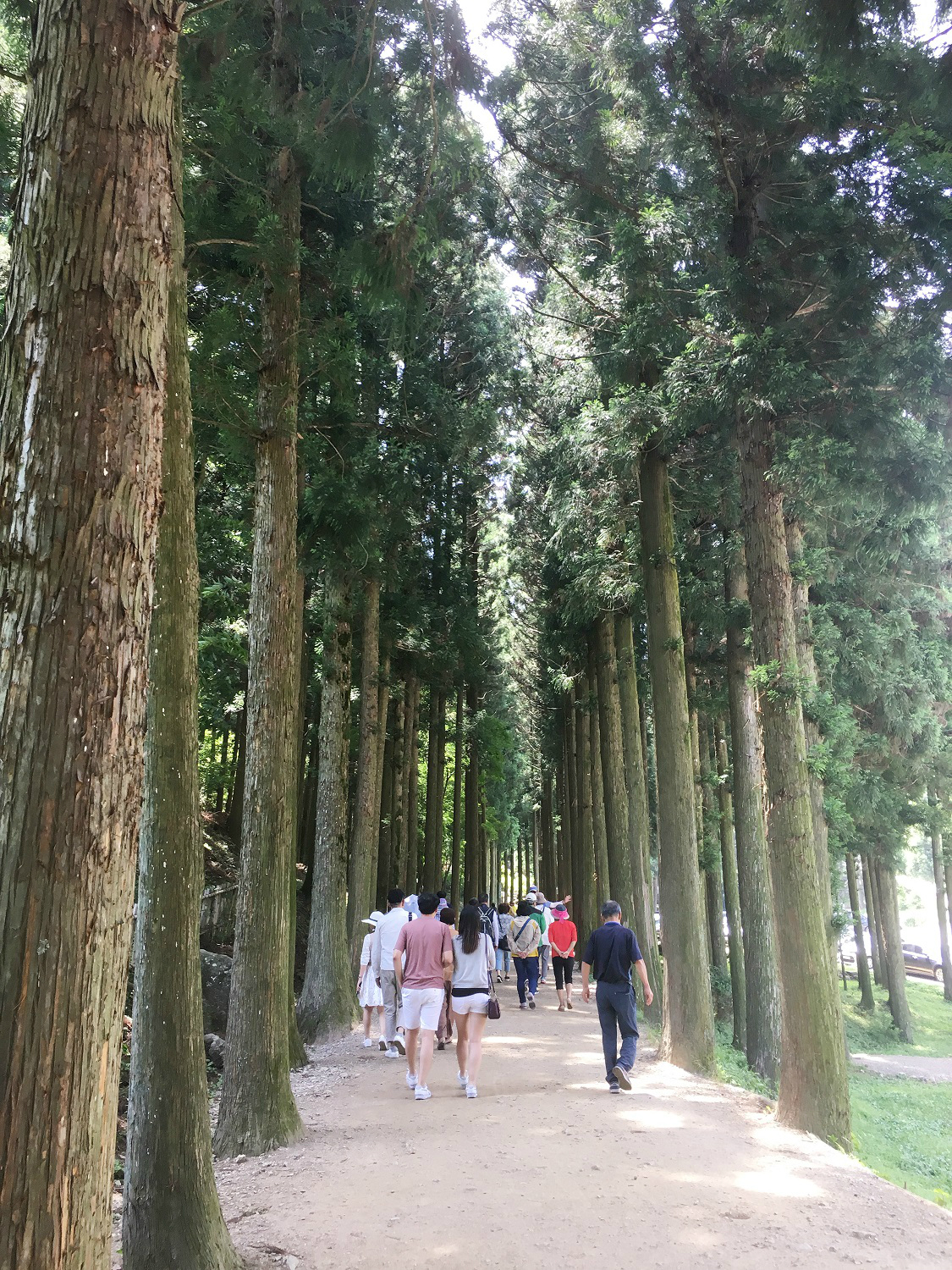 대한다원의 삼나무 가로수길