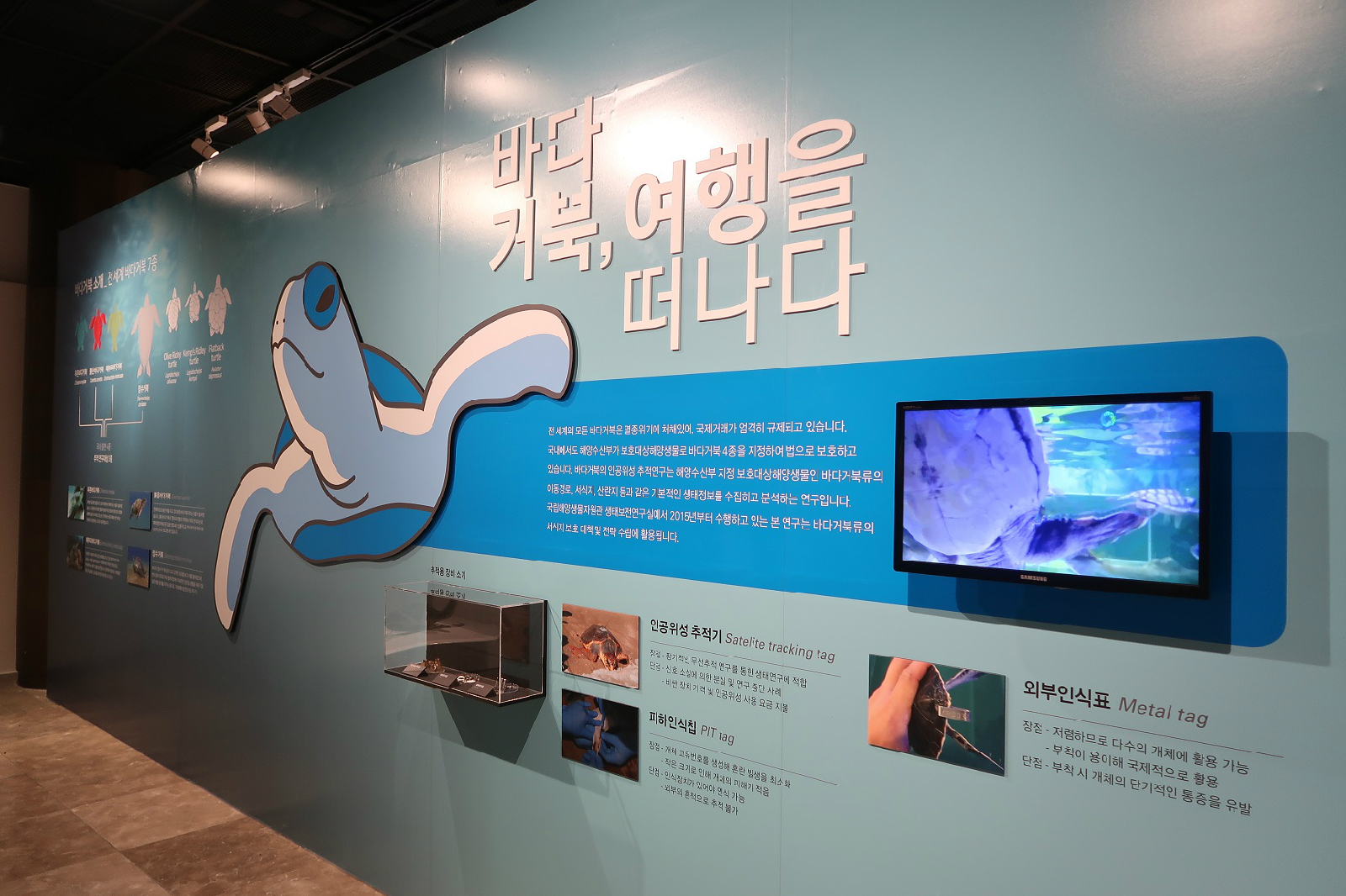 멸종위기의 바다거북 보호를 위한 전략 보드