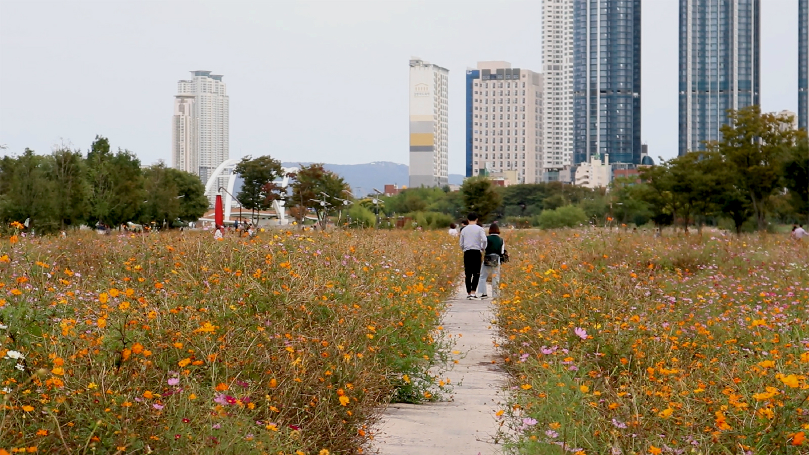 사진 찍기 좋은 코스모스가 피어있는 아름다운 꽃밭